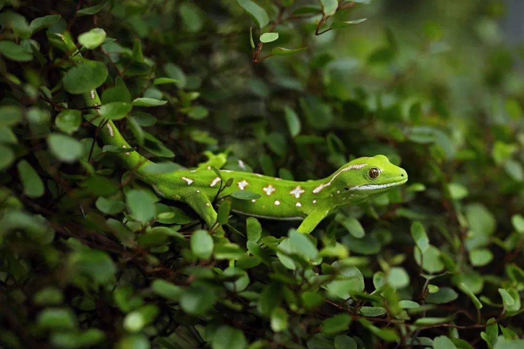 刚孵化的新西兰翡翠守宫,这是给"铲屎的"发了一年的工资吧!