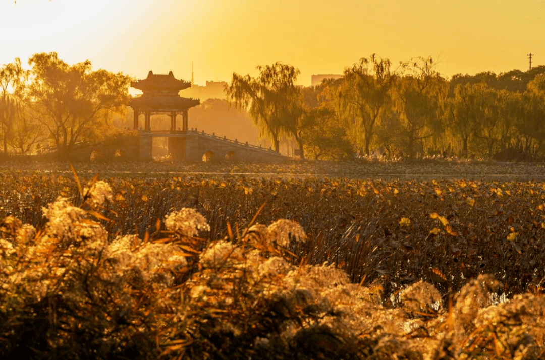 為了留住秋色頤和園延遲清理殘荷落葉保留秋季彩葉,蘆葦為遊客打造