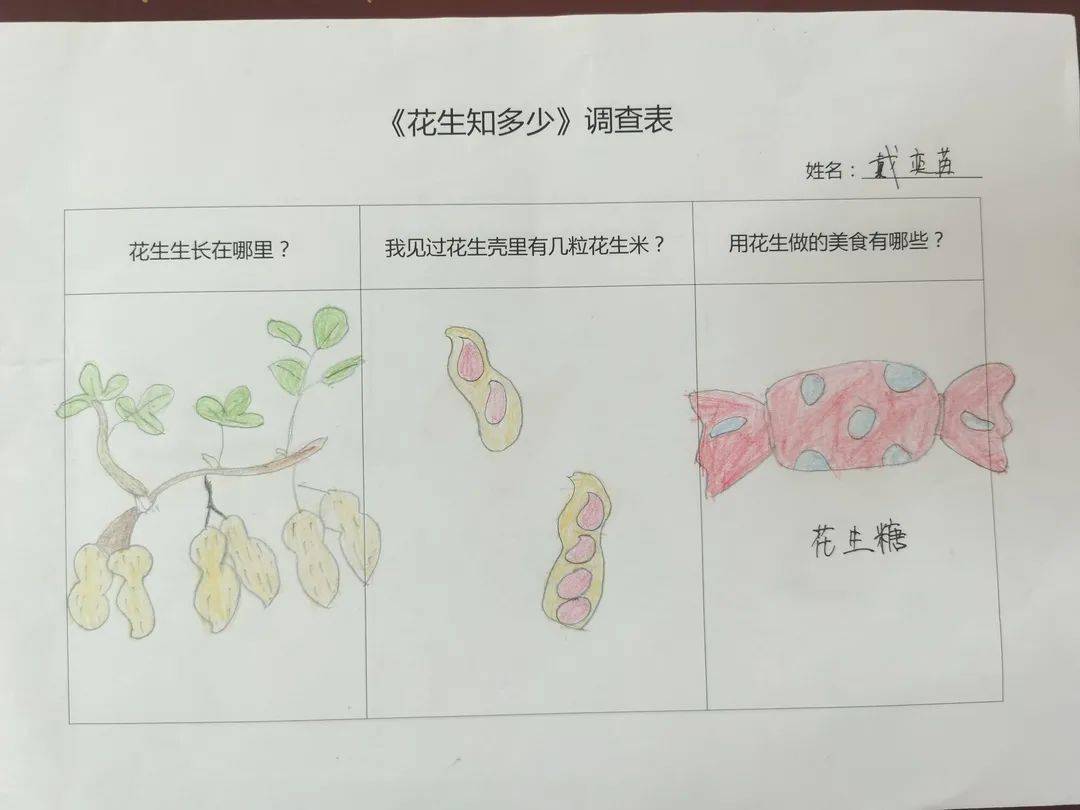 花生小调查查课程思维导图…那花生藏到哪里去了呢?花生肯定藏起