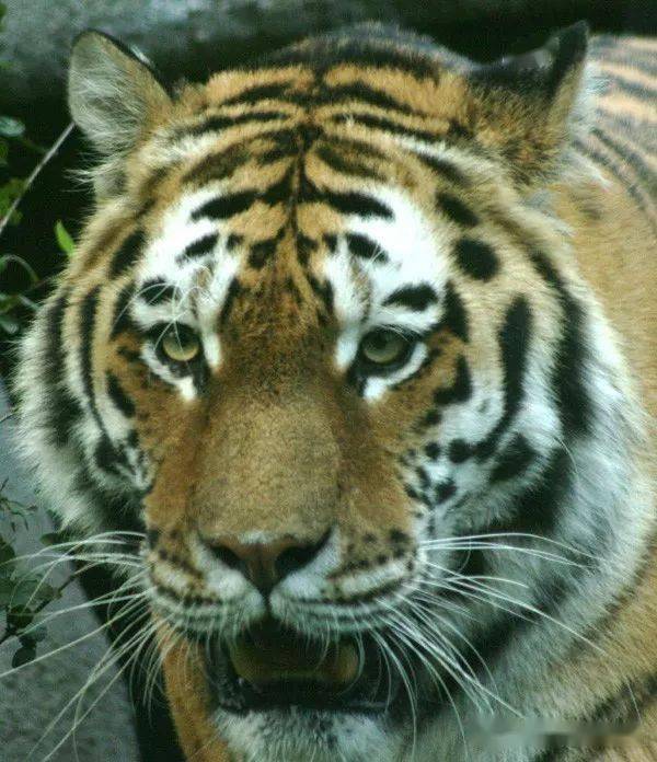 万兽之王东北虎