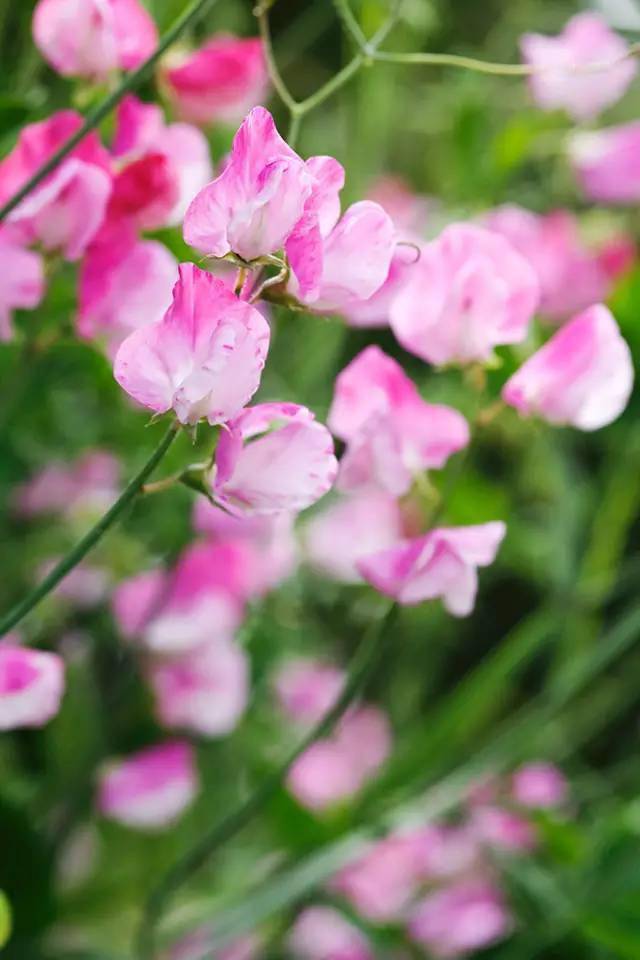 20种芳香型花卉让你花香满园