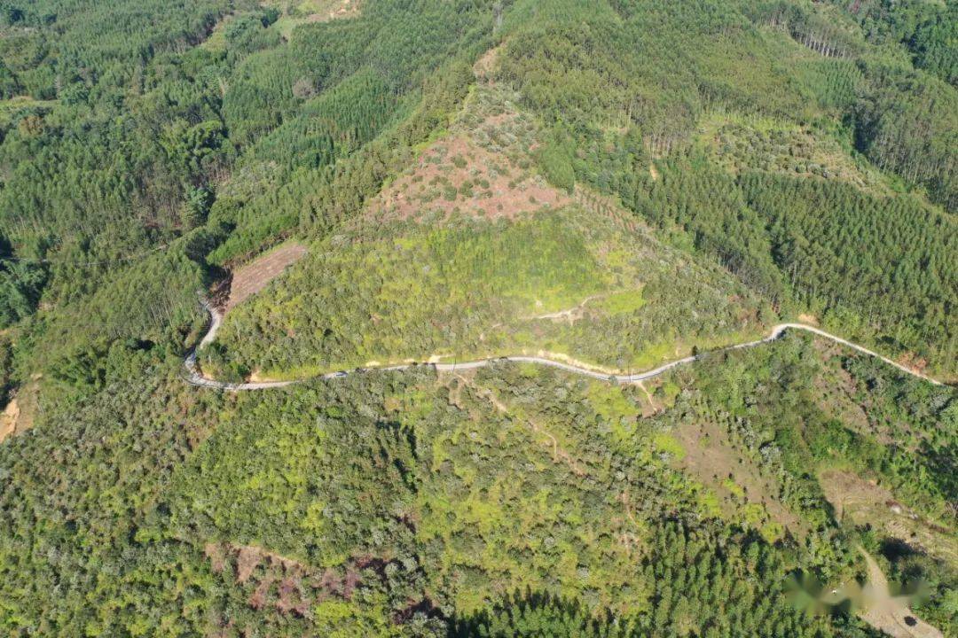 决胜脱贫攻坚 逐梦全面小康 | 大化乙圩乡 种起油茶树 带动一方富