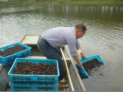 满塘地笼不见虾,你投的虾苗都去哪了?