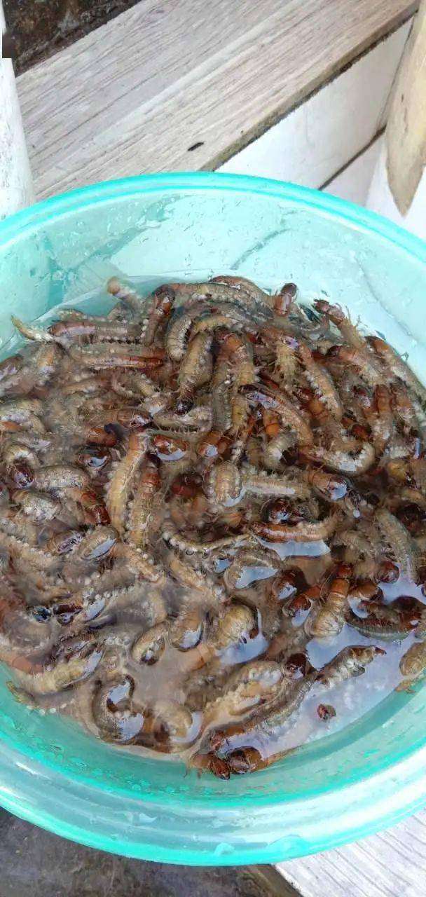 湘西网友约你枯水期到河边翻蛋白质丰富的蜈蚣虫,有没有敢吃的?