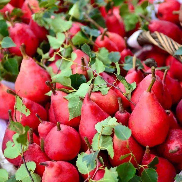 (可不是普通的鸭梨哦)其实红梨是一种叫做红啤梨的水果归回到我们今天