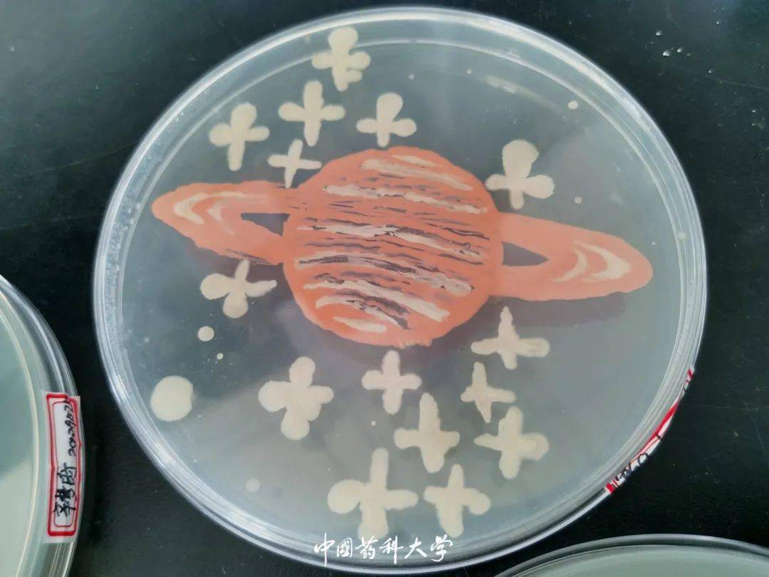 "皿上添花"又来袭,这是我"药"的科学艺术品_培养皿