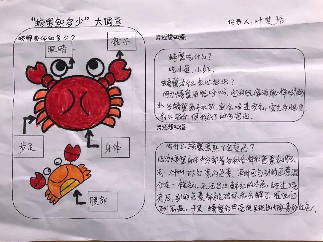 【课程故事】秋天的"蟹"逅——中五班_螃蟹