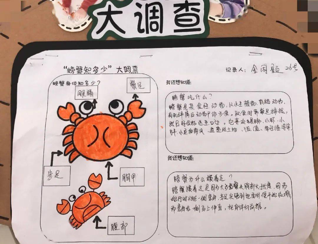 【课程故事】秋天的"蟹"逅——中五班_螃蟹