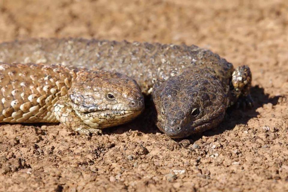 松果蜥相伴余生,这是爬宠圈最纯粹的爱情故事!