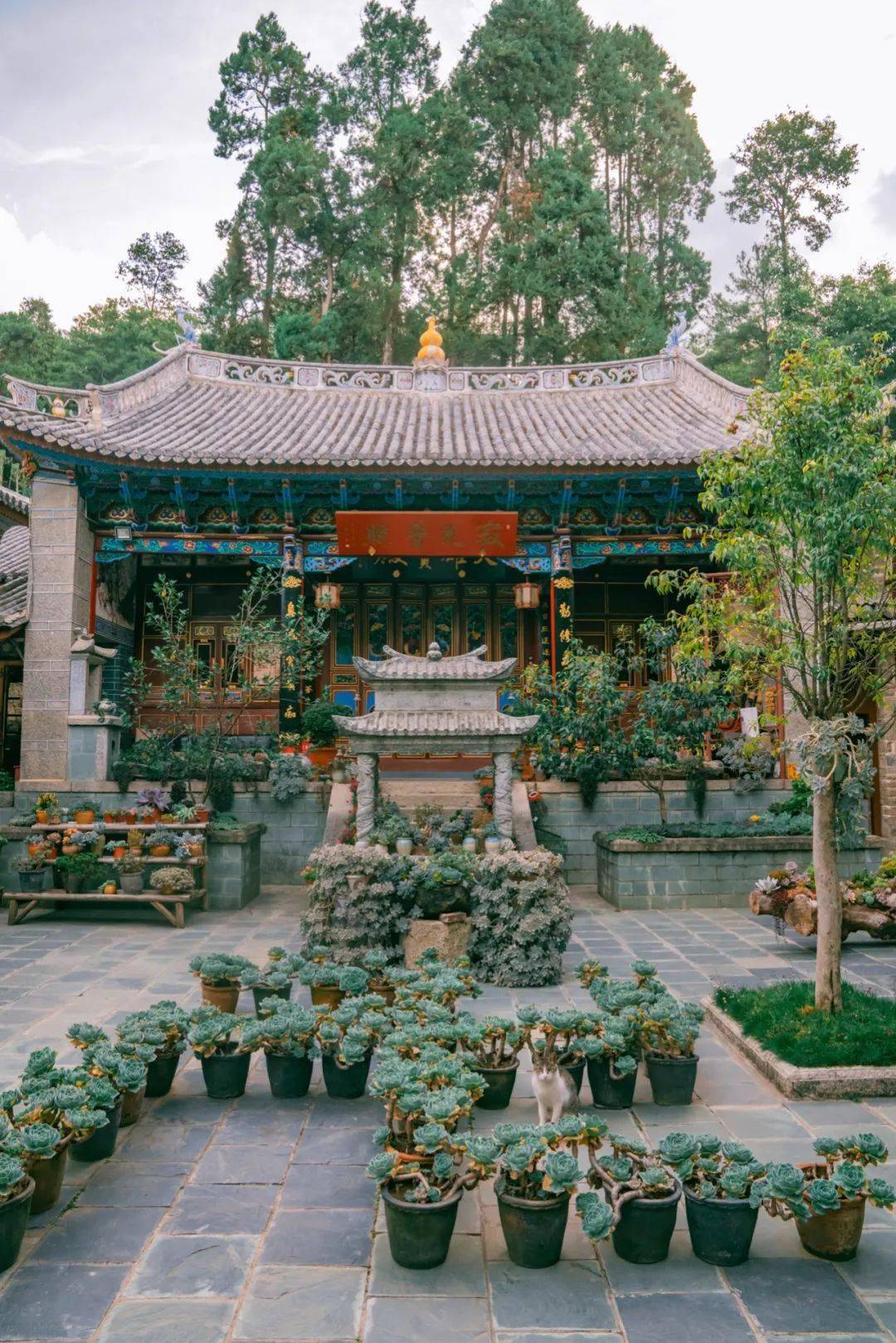 大理最美尼姑庵不烧香种满花猫猫徜徉在多肉的世界里