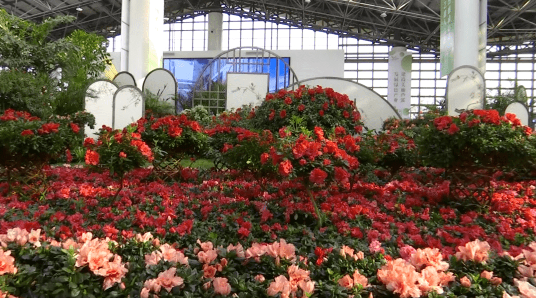 去看杜鵑花吧鳳棲小鎮首屆花卉園藝博覽會暨杜鵑花節開幕啦