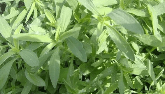 中药五味辛甘酸苦咸药用各不同