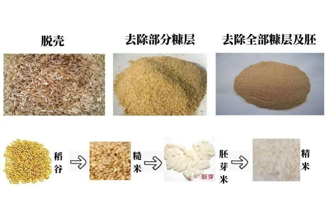 【亲子一日游】 稻花田里的时光,打甜柿,收割稻谷,草原滑坡,打地鼠