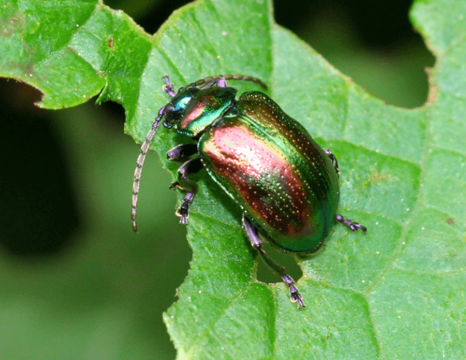 紫榆叶甲 ambrostoma quadriimpressum (motschulsky)