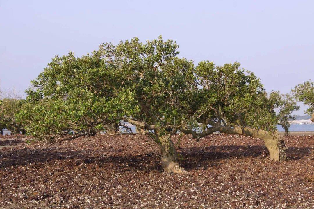 恩平竟有种树叫"白骨壤",你听过未?