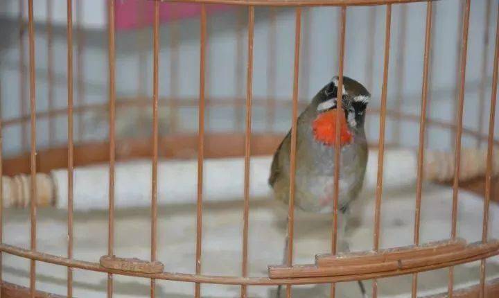 【鳥友匯】立冬時節閒聊靛頦的飼養