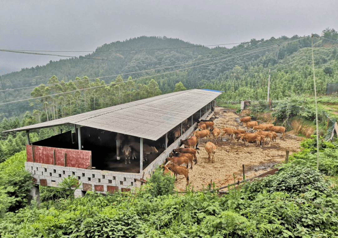 脱贫攻坚|"输血"变"造血" 产业添活力_手机搜狐网