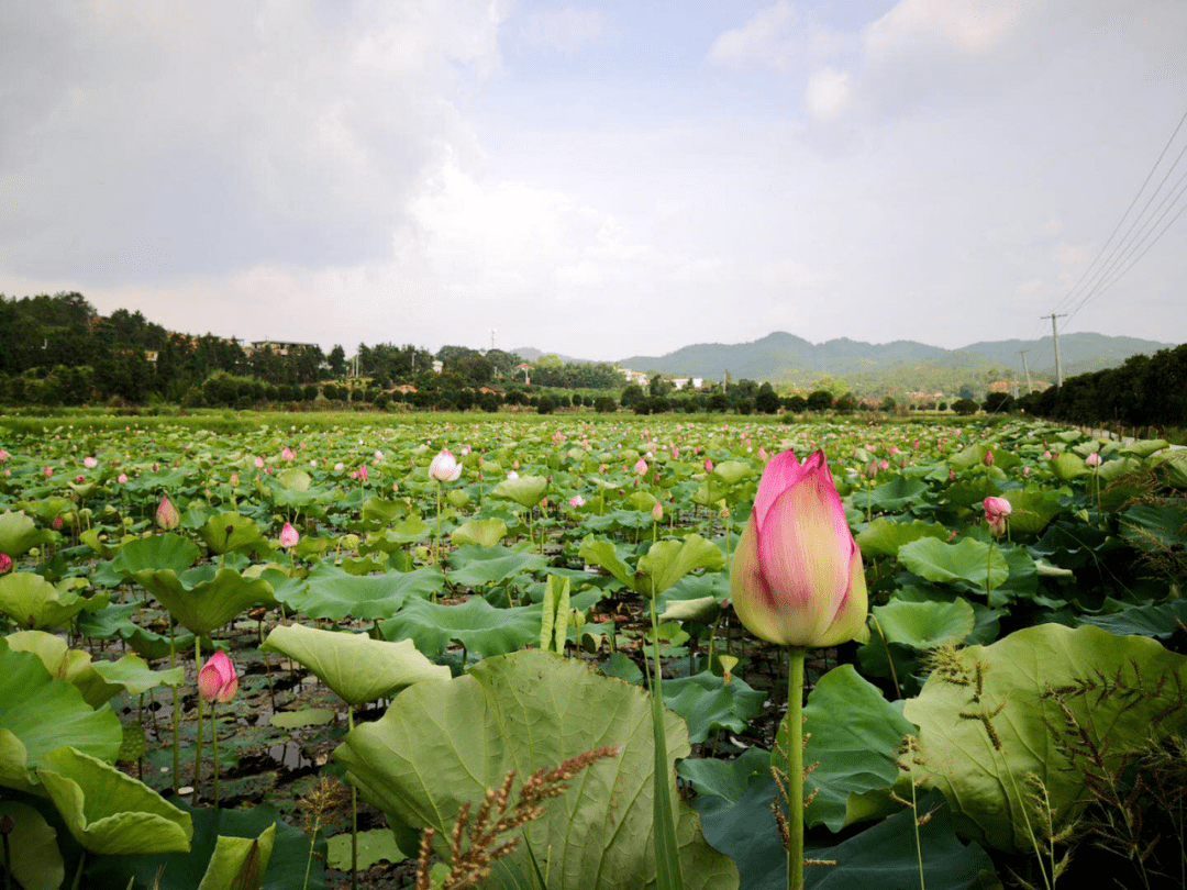 白鹭乡专场赣县区文化惠民系列活动繁荣夜间经济共促脱贫攻坚
