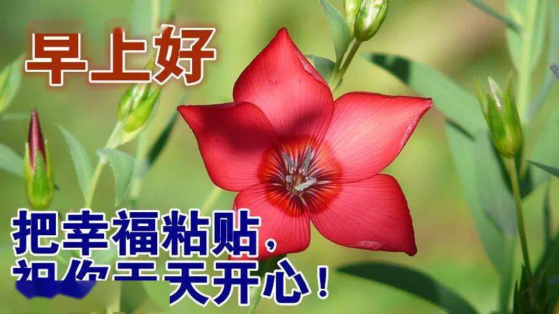 11月14日最漂亮早上好动态表情图片大全早晨好美图大全