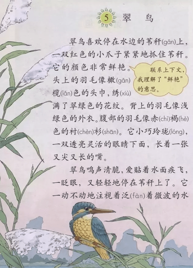 翠鸟的样子 课文图片