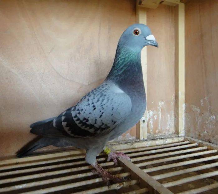 这两种站姿的雌鸽,一般都是好鸽