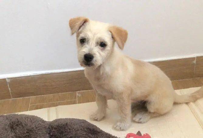 救助领养 | 网红狗"哈尼"求领养