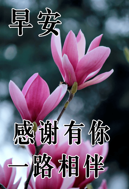 11月15日最漂亮早上好动态表情图片大全早晨好动图美图大全