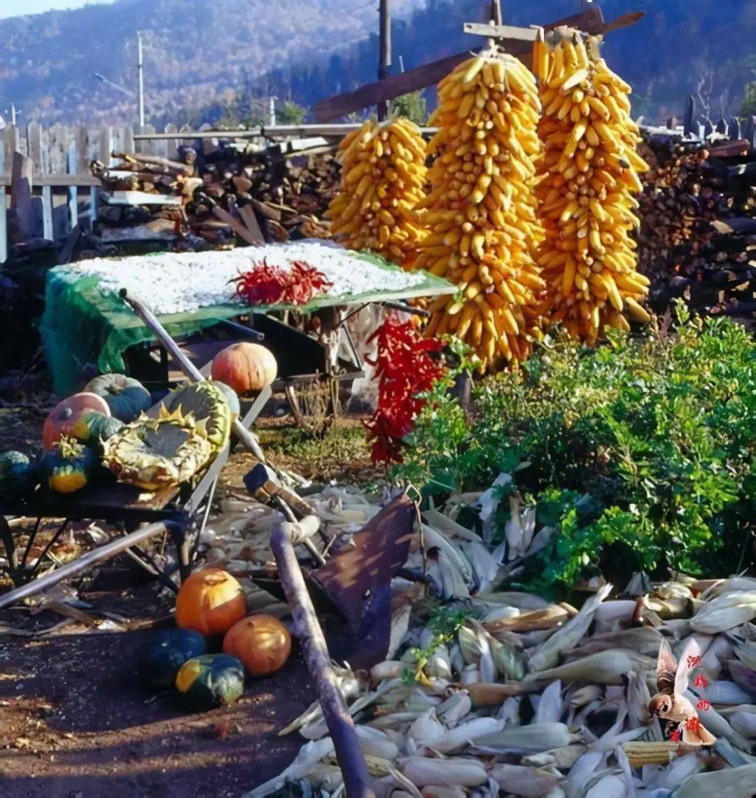 80年代的农村生活场景