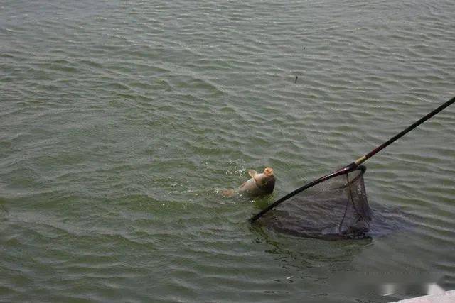 这几种钓法走水多严重都不影响钓鱼