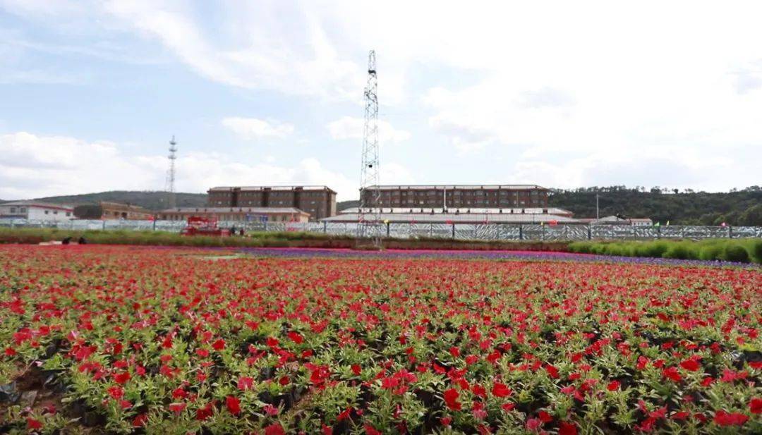 泾川县 王村知青记忆园风采之火红田园情