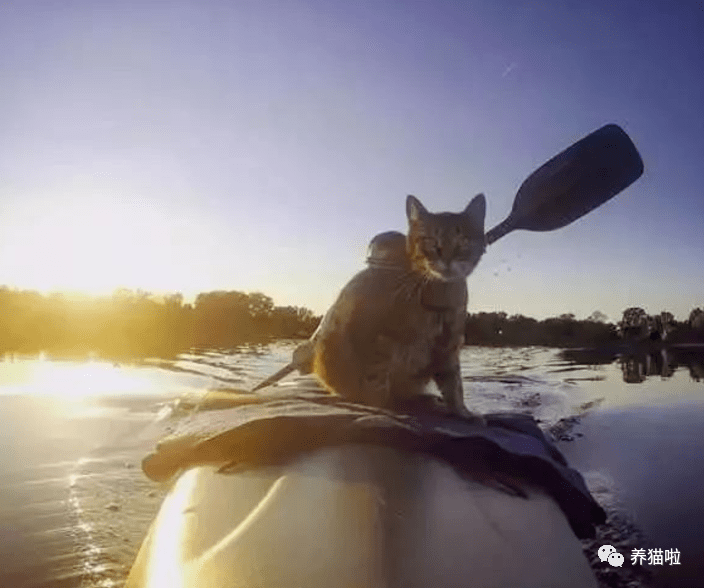 网络上猫咪坐皮划艇图片