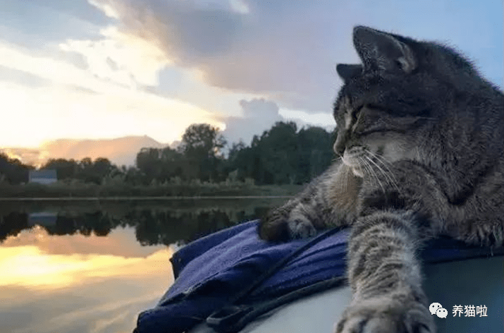 网络上猫咪坐皮划艇图片