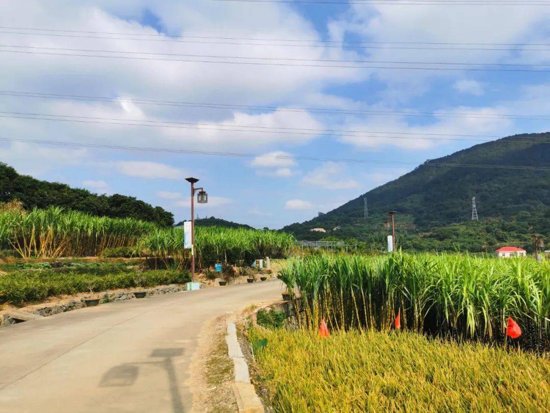 冬天里的第一波"甜蜜",牵手来秀溪吧!