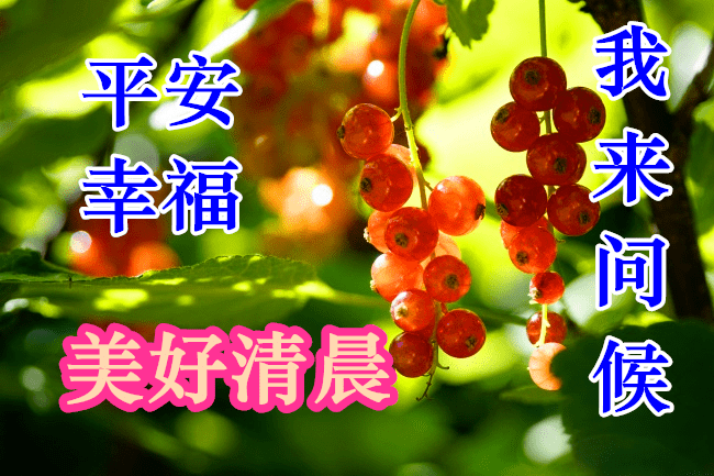 早上好问候美图早安问候语句