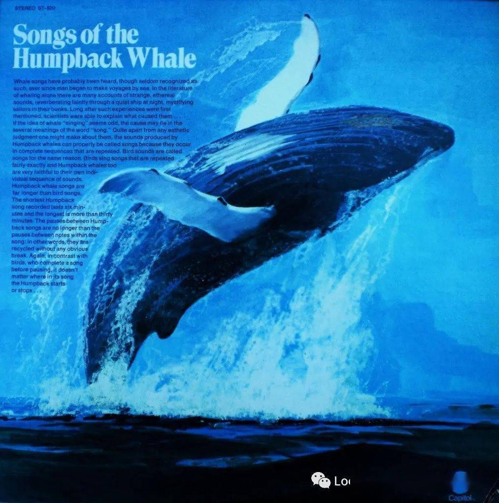 songs of the humpback whale座头鲸之歌roger paynecrm records