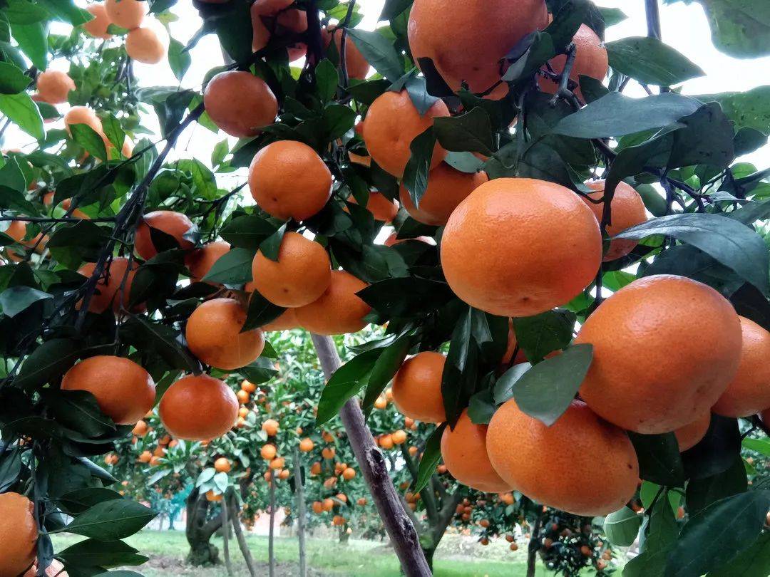 橘红叶绿煞是好看只见坡上,沟底漫山遍野的橘树上挂满了初冬的暖阳伴