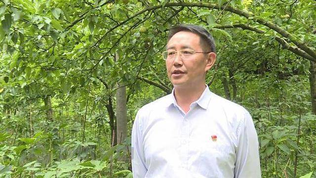广南县珠街镇党委书记 罗金洲:我们现在就是在进一步以主导产业长冲梨