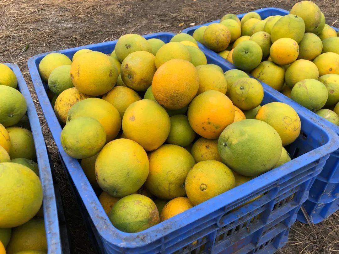 清甜!大泽脐橙,每一口都是果肉!_新会