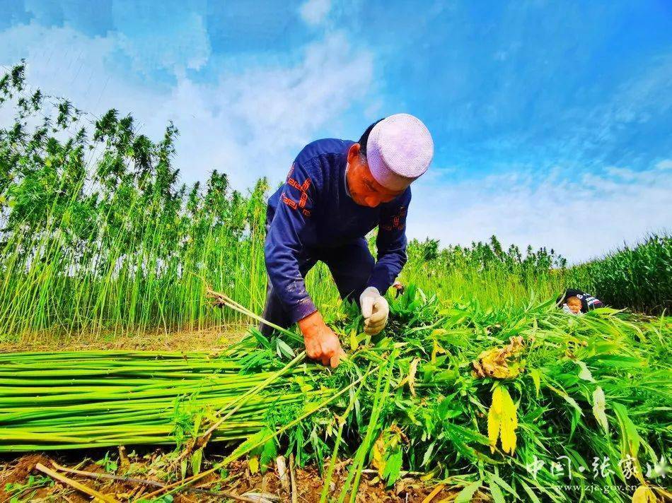 【回眸"十三五" 喜看新变化】火麻产业成马鹿镇群众致富"香饽饽"