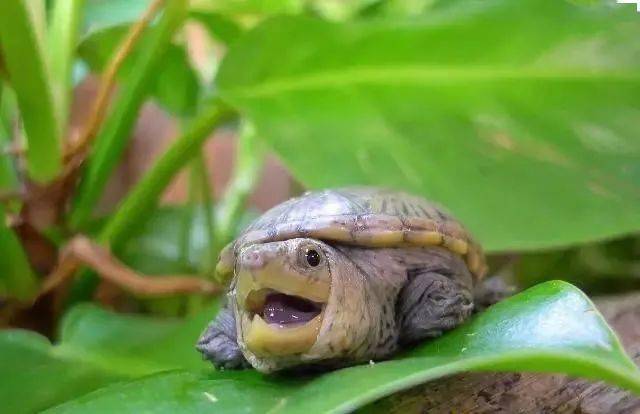 窄桥麝香龟,别被它小时候的萌样迷惑了