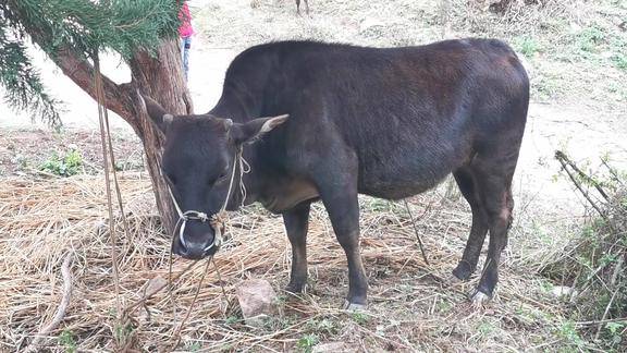 这头怀孕的母黄牛农民要8000块钱才愿意卖大家觉得怎样