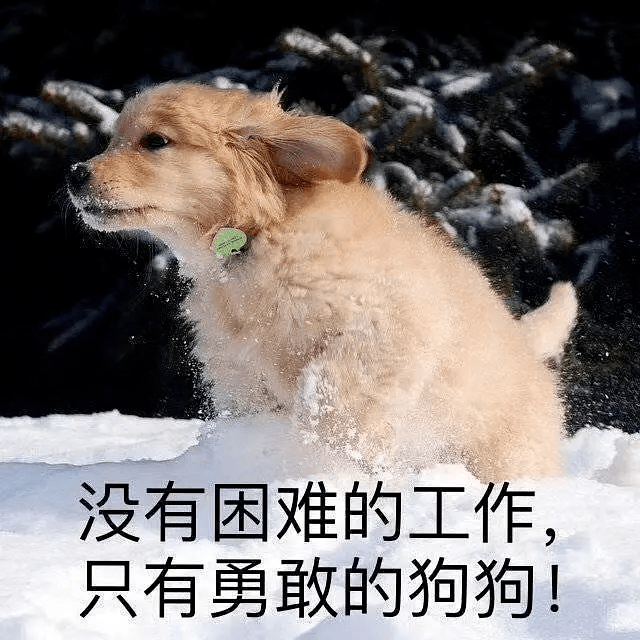工作犬科普丨没有困难的工作,只有勇敢的狗勾!