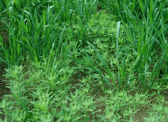 秋播小麥田雜草防除技術方案