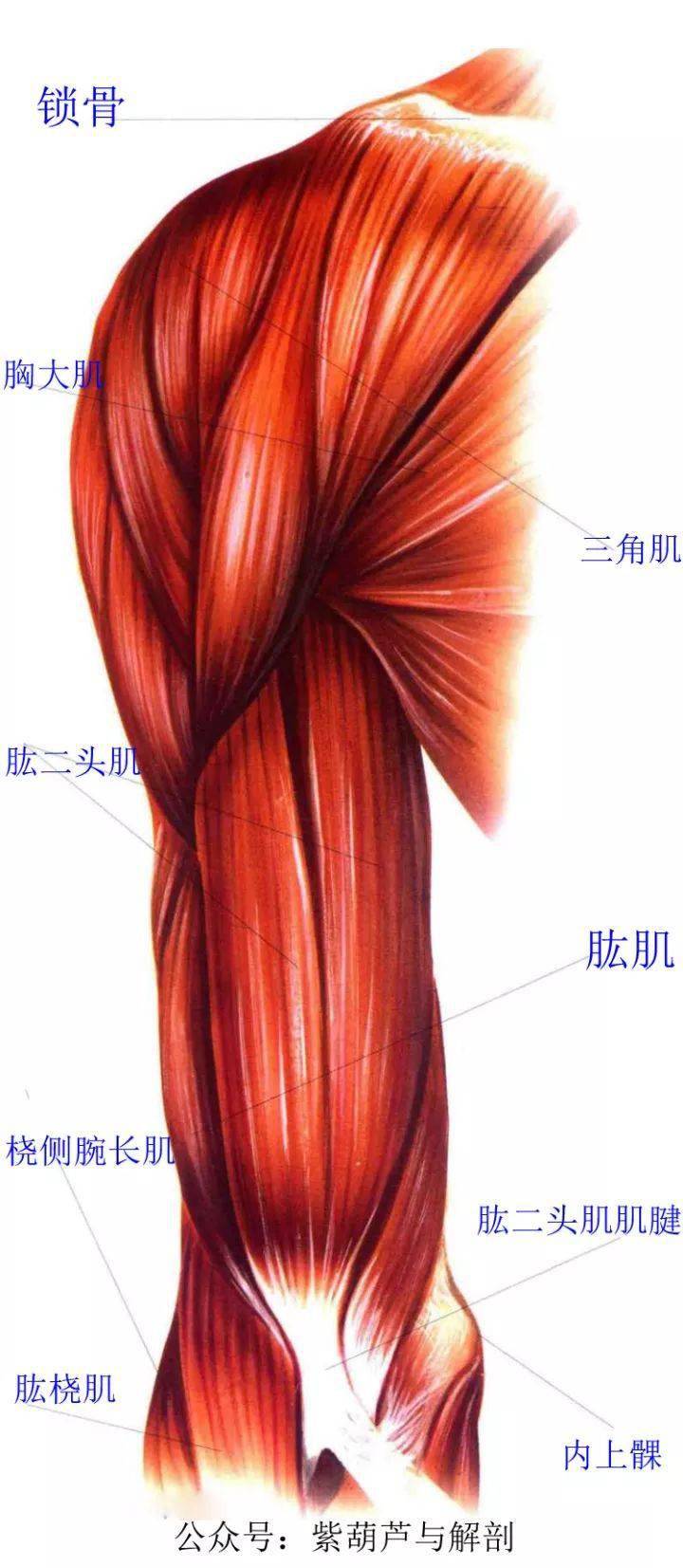 【胸小肌】:位於胸大肌深面的扁肌.