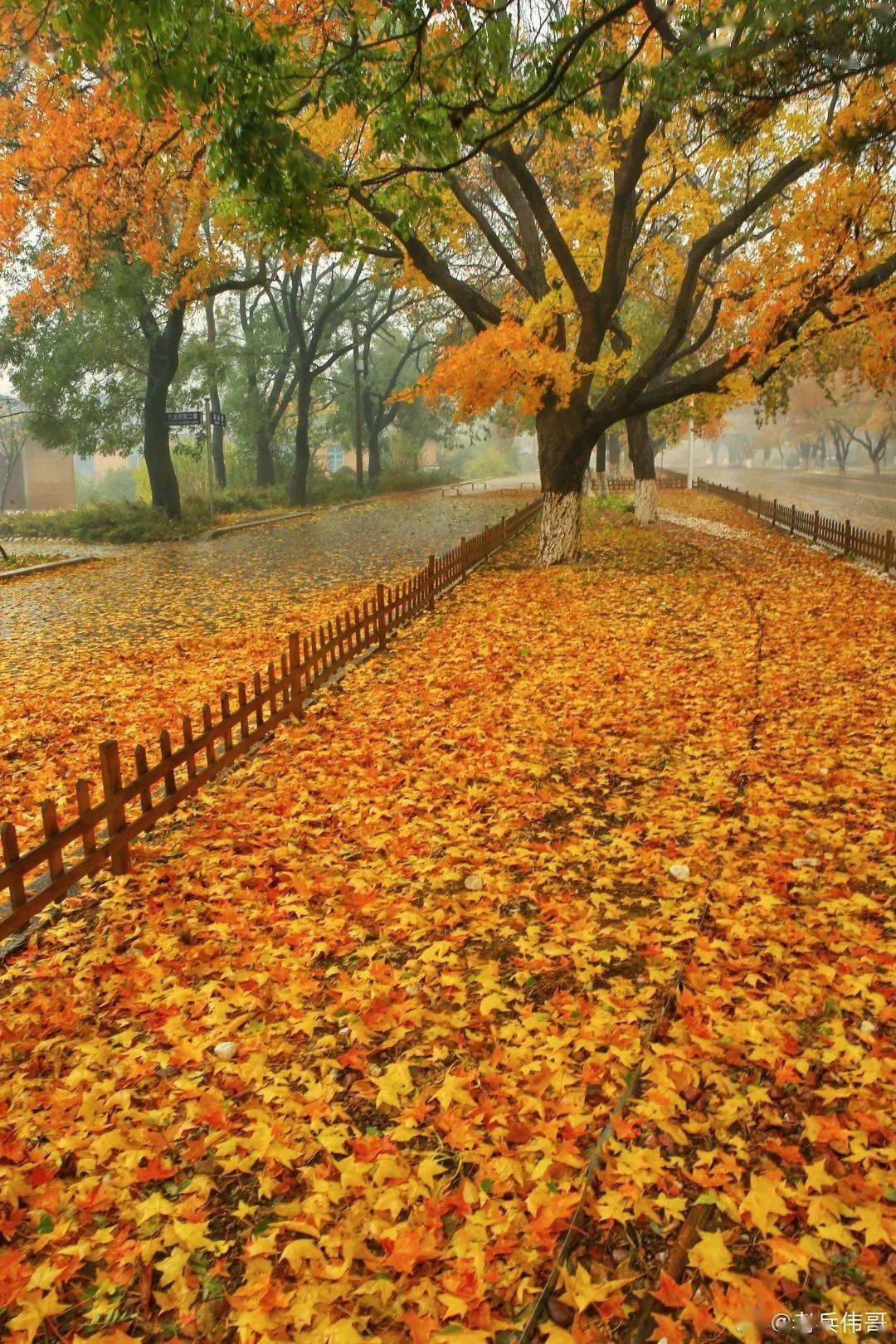 雨中的这些风景你看到了吗