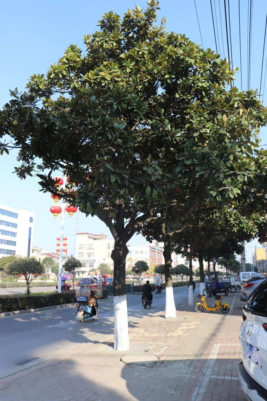 固始这段主干道将升级改造行道树选择哪一种你说了算