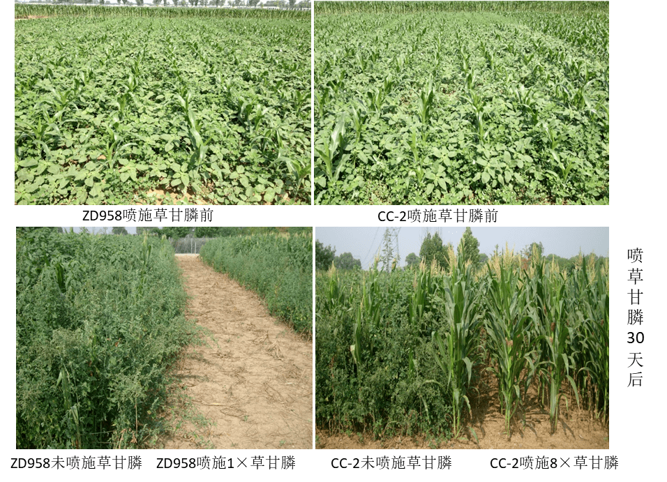 宏博691玉米品种图片