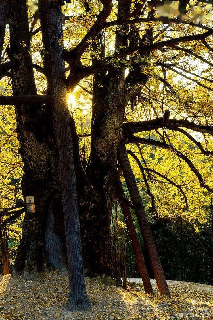 【摄影作品】一棵树见证2500年春秋