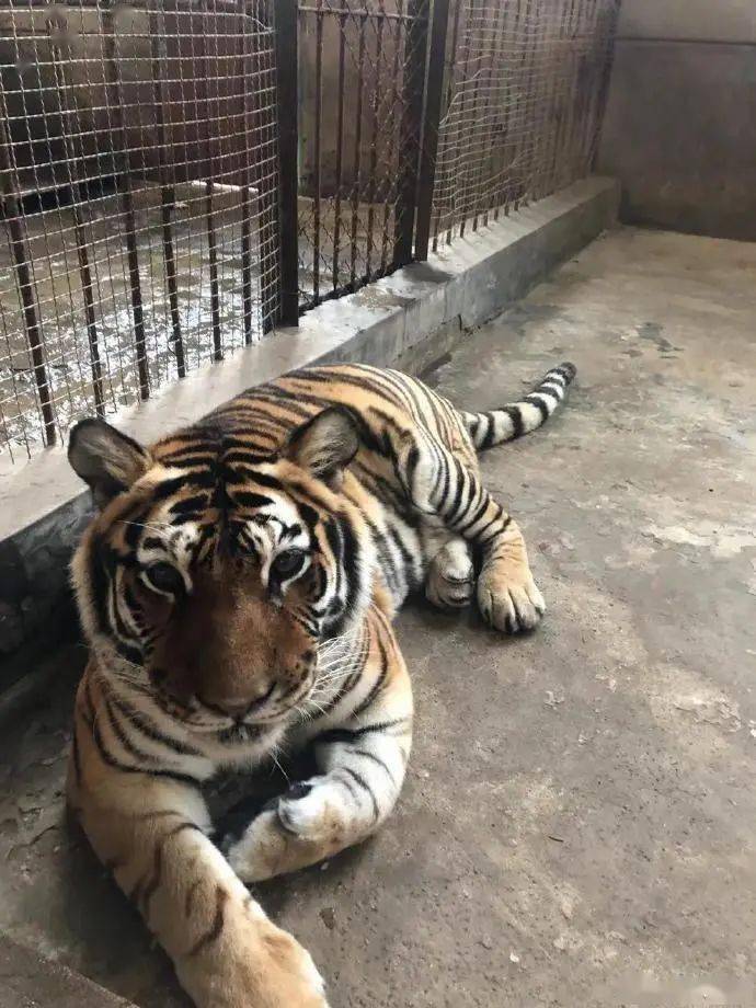 丹東唯一存活東北虎患病只靠三條腿走路上海大連等地動物園伸援手