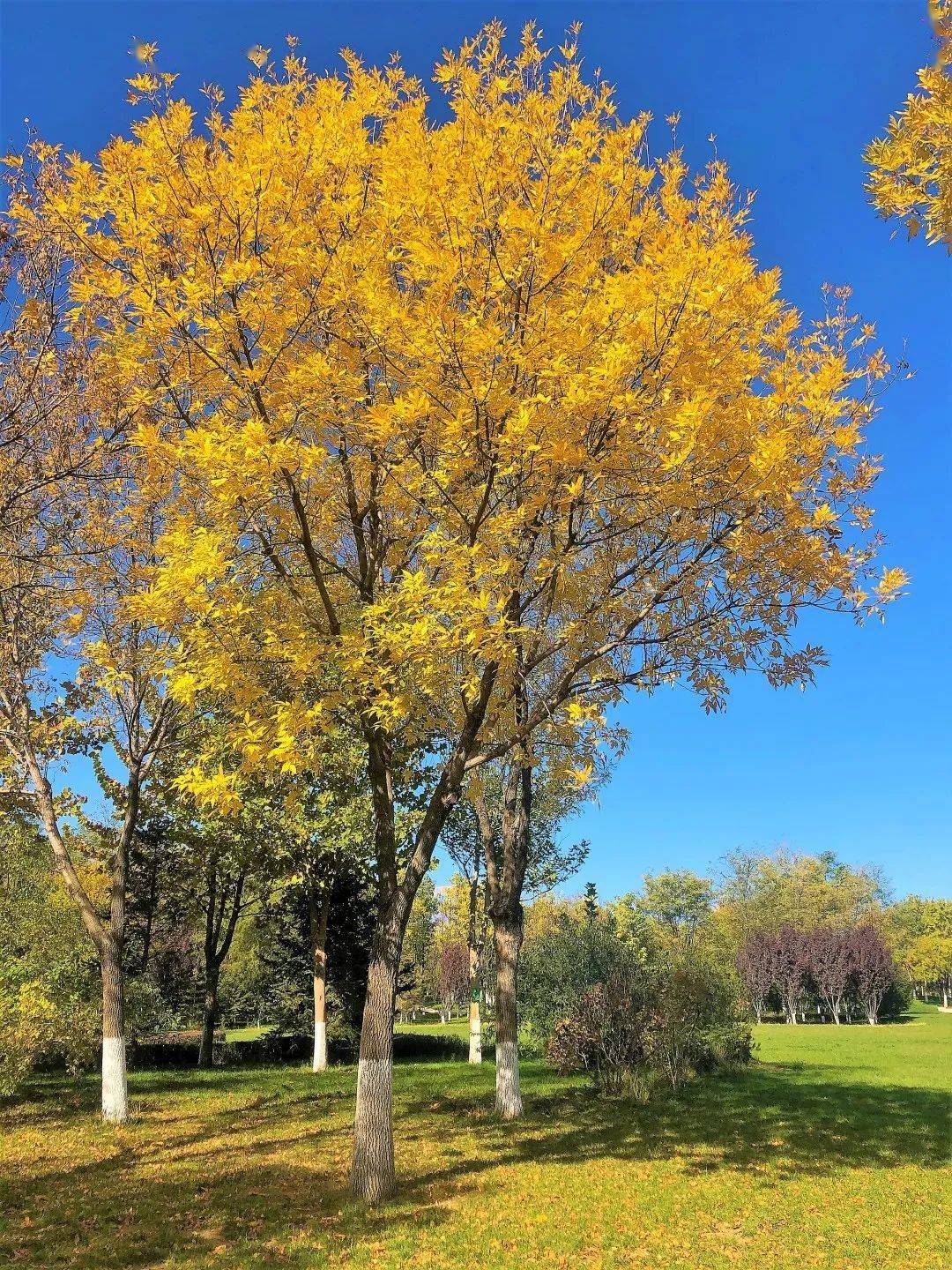 北三县大厂美得一塌糊涂